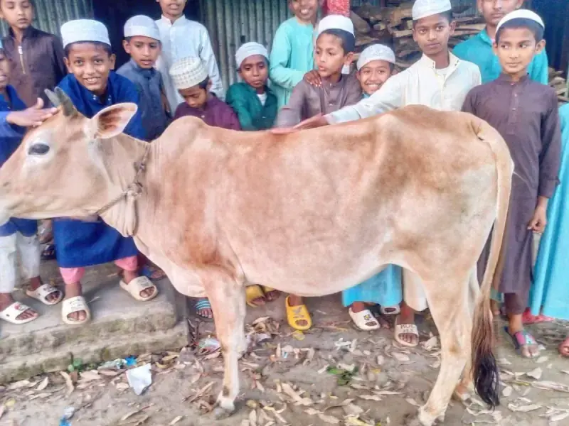 Students with a Qurbani cow